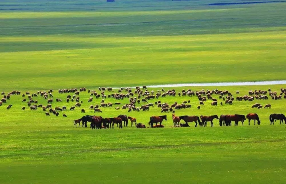 Улсын хэмжээнд 20 сая төл бойжиж байна