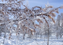 ЦАГ АГААР: Улаанбаатарт өдөртөө 9 хэм хүйтэн