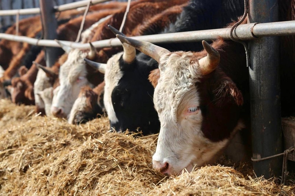 “Идэшний үхэр зарна“ гэх зараар 1.3 сая төгрөг залилжээ