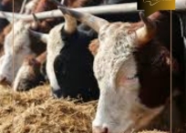 “Идэшний үхэр зарна“ гэх зараар 1.3 сая төгрөг залилжээ