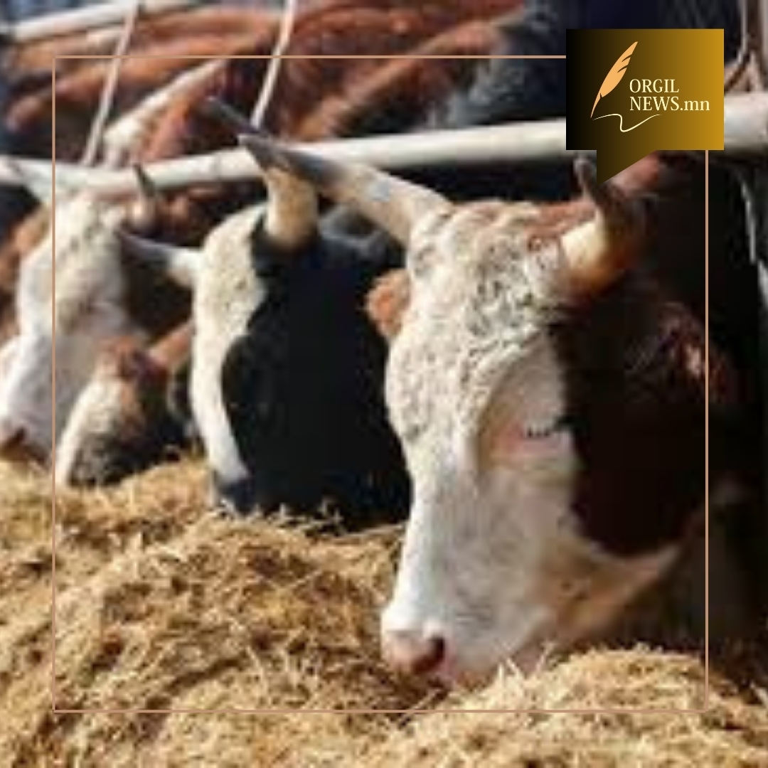 “Идэшний үхэр зарна“ гэх зараар 1.3 сая төгрөг залилжээ